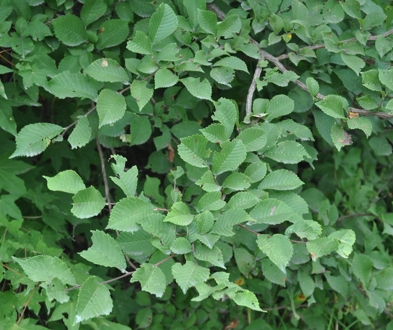 Image of Ulmus japonica specimen.