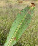 genus Rumex