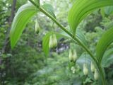 Polygonatum maximowiczii. Часть побега с соцветиями. Сахалин, лесной массив в окр. г. Южно-Сахалинска. Июнь 2012 г.