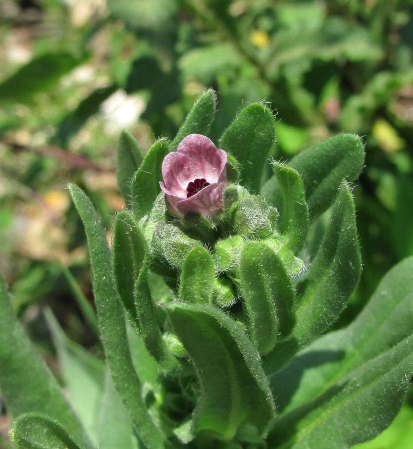 Изображение особи Cynoglossum montanum.