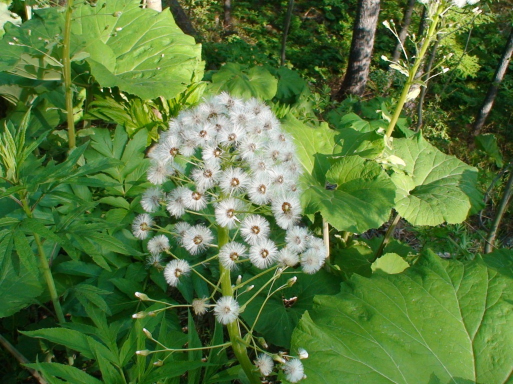 Image of Petasites amplus specimen.