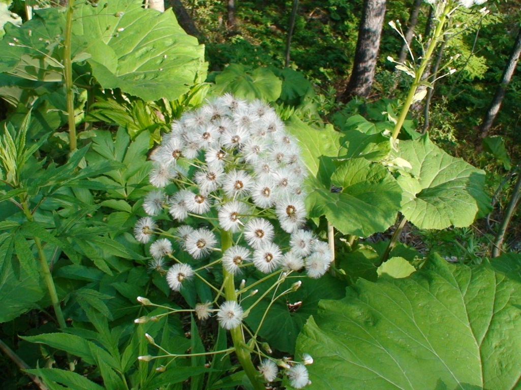 Изображение особи Petasites amplus.