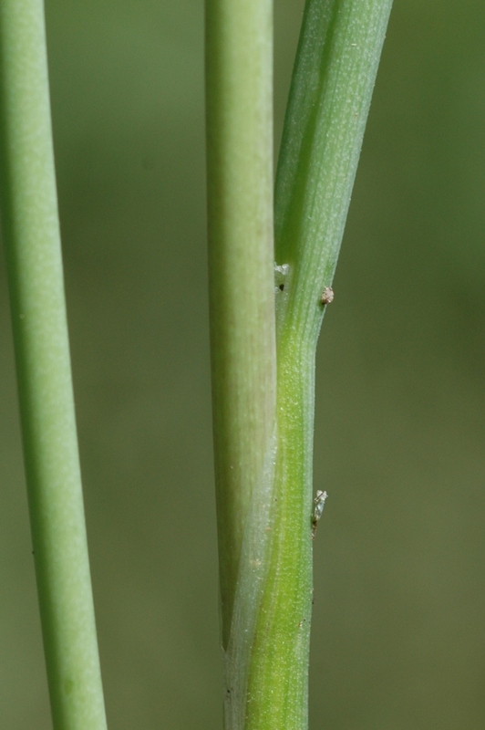 Image of Allium schoenoprasoides specimen.