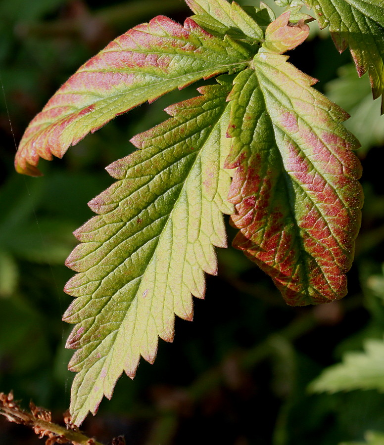 Image of Agrimonia eupatoria specimen.