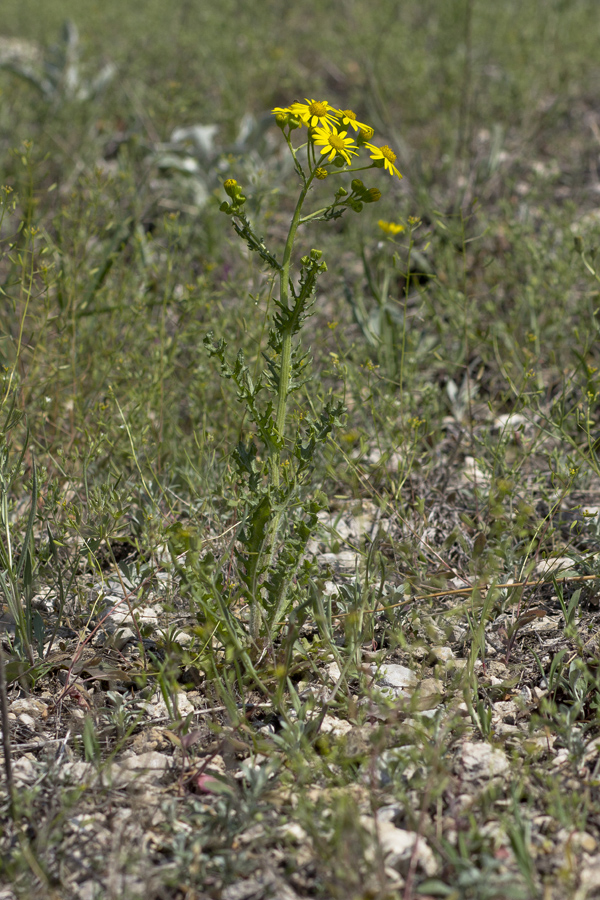 Изображение особи Senecio vernalis.