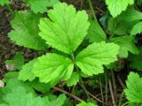 Geum urbanum