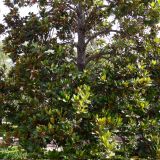 Magnolia grandiflora. Нижняя часть цветущего дерева. Испания, автономное сообщество Андалусия, провинция Гранада, комарка Вега-де-Гранада, г. Гранада, Альгамбра. 13.07.2012.