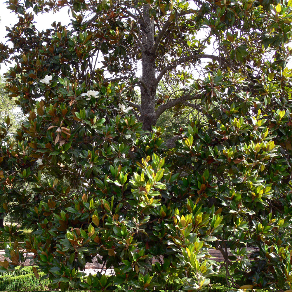 Image of Magnolia grandiflora specimen.