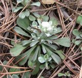 Antennaria dioica