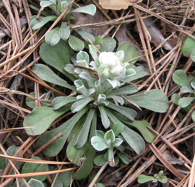 Изображение особи Antennaria dioica.