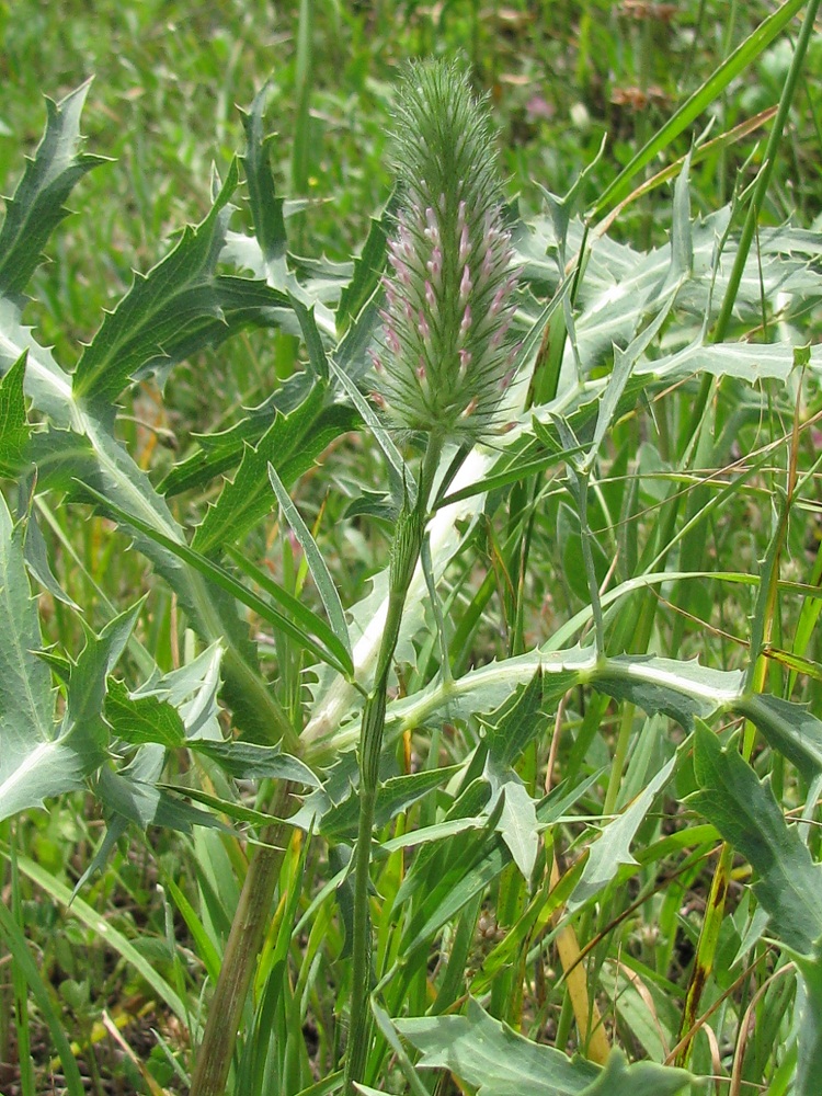 Изображение особи Trifolium angustifolium.