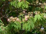 Albizia julibrissin. Верхушка ветви с соцветиями. Франция, регион Лангедок-Руссильон, департамент Од, округ Каркассон, г. Каркассон, крепость. 19.07.2012.