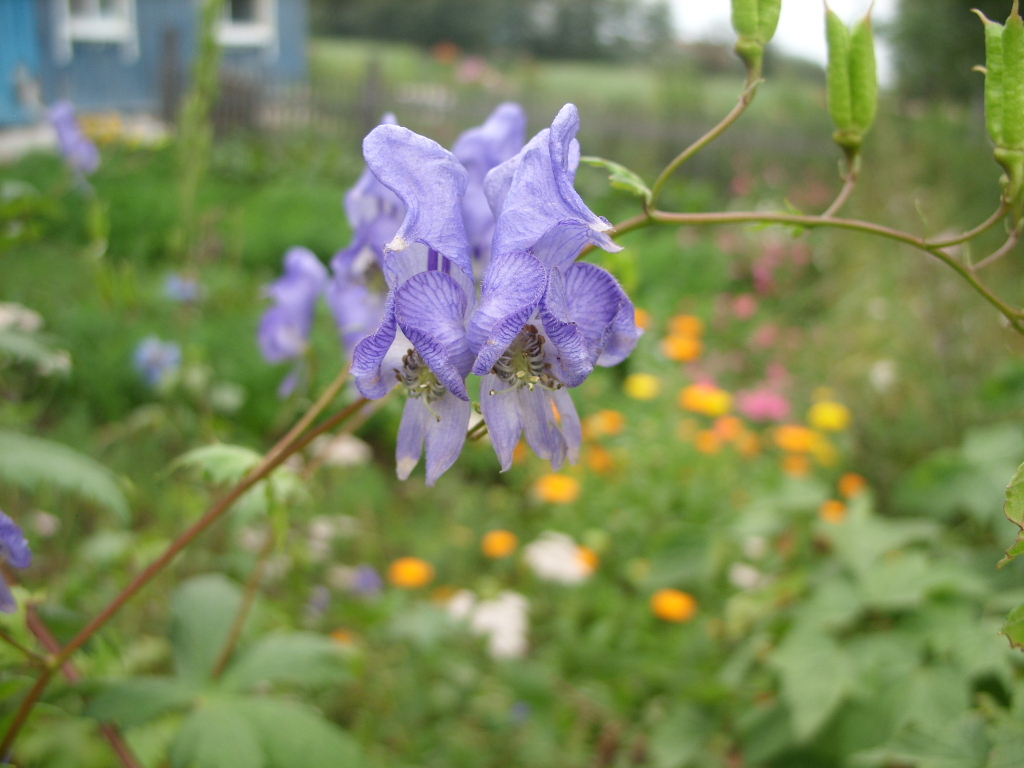 Изображение особи Aconitum sczukinii.