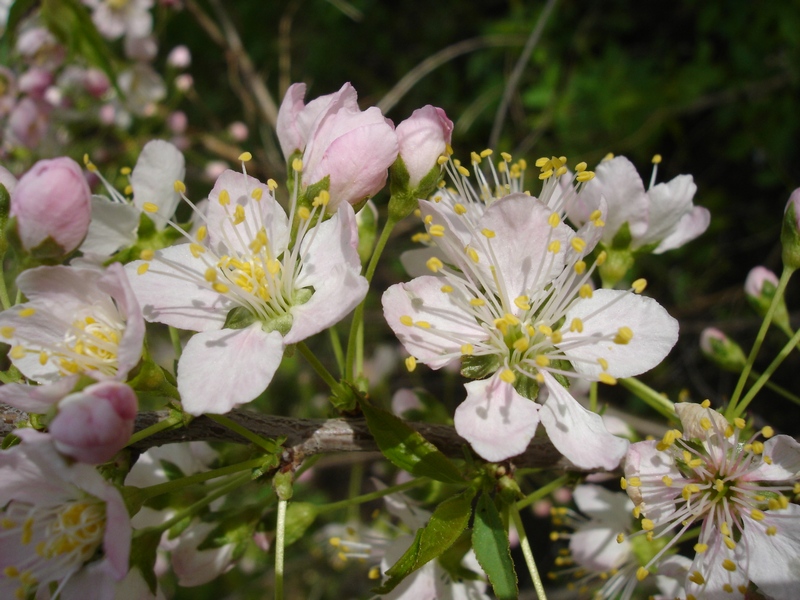 Изображение особи Cerasus glandulosa.