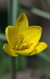 Tulipa uniflora