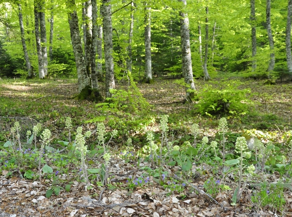 Изображение особи Petasites ochroleucus.