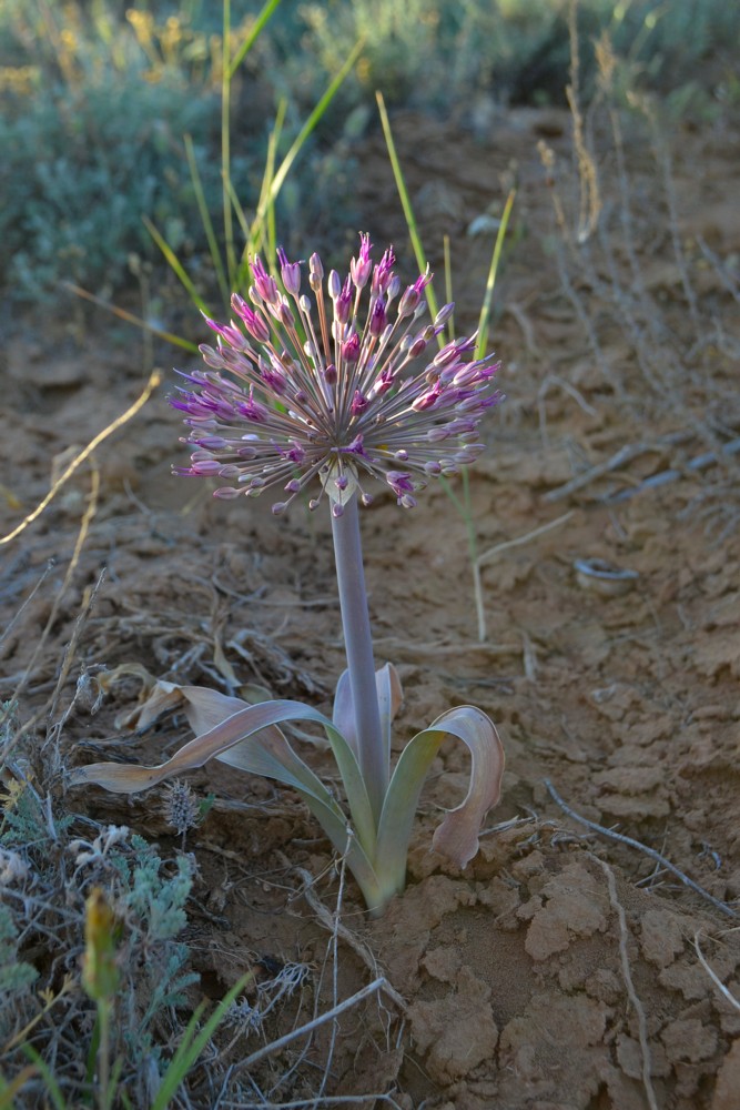Image of Allium caspium specimen.