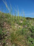 Stipa