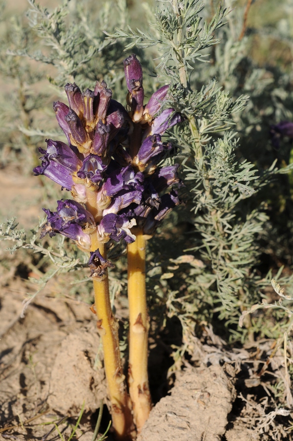 Image of Orobanche amoena specimen.