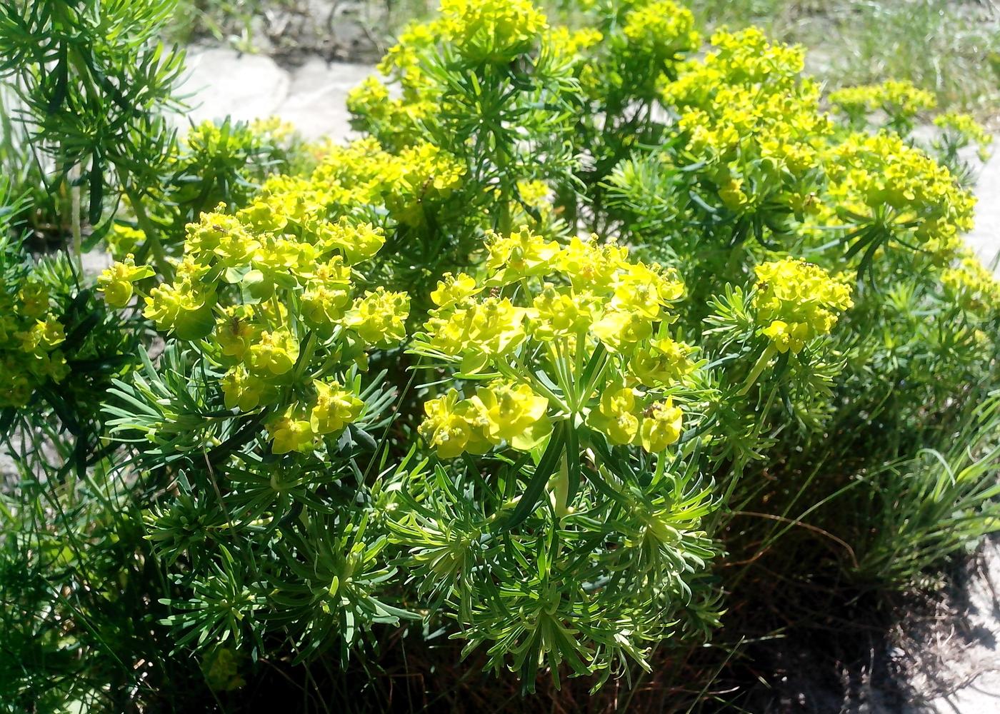 Изображение особи Euphorbia cyparissias.