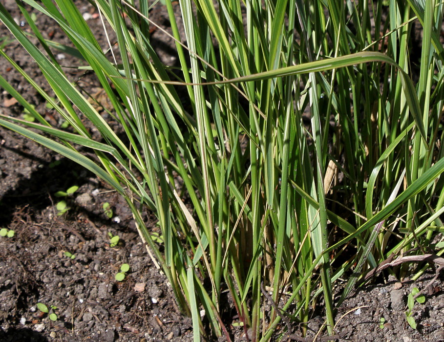 Изображение особи Calamagrostis &times; acutiflora.