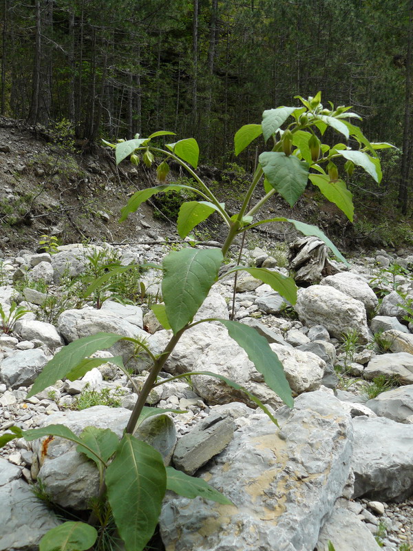 Image of Atropa bella-donna specimen.