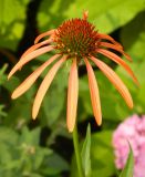 Echinacea purpurea