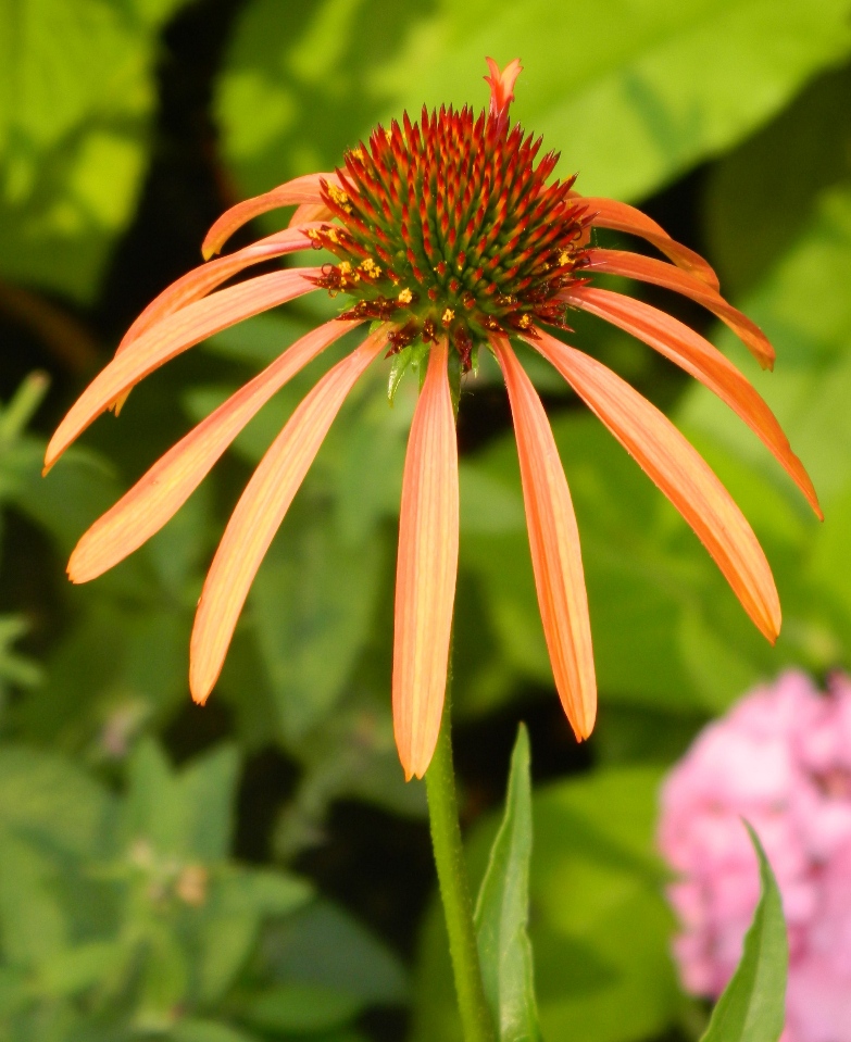 Image of Echinacea purpurea specimen.