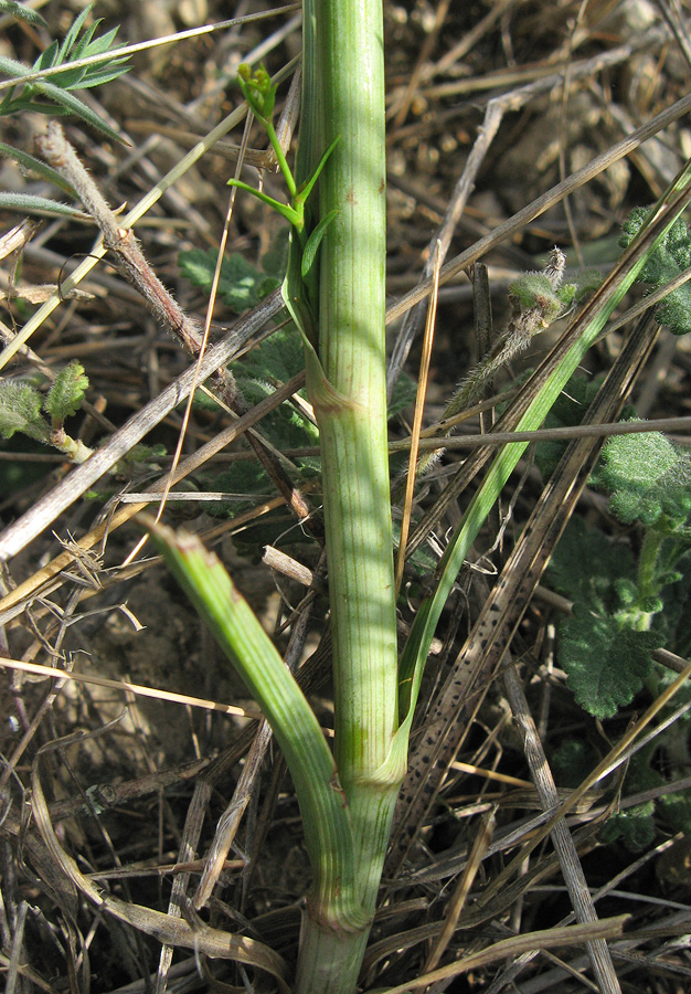 Image of Bupleurum woronowii specimen.