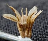 Image of taxon representative. Author is Семён Бежанский