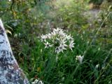 Allium ramosum