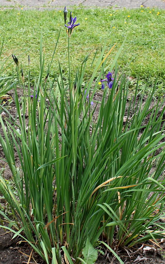 Изображение особи Iris sibirica.