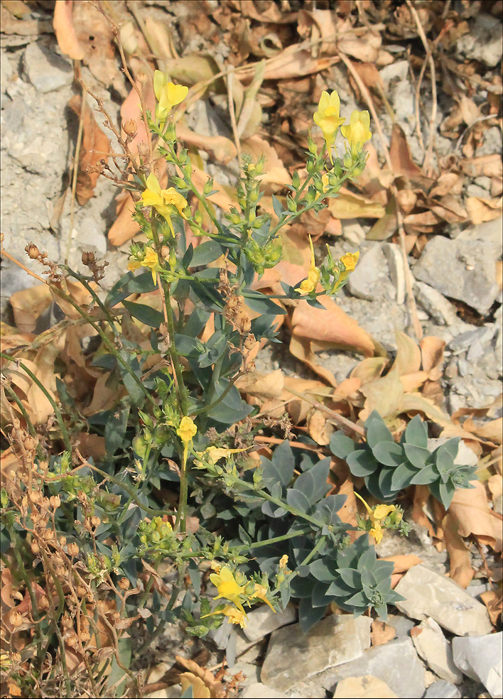 Изображение особи Linaria genistifolia.