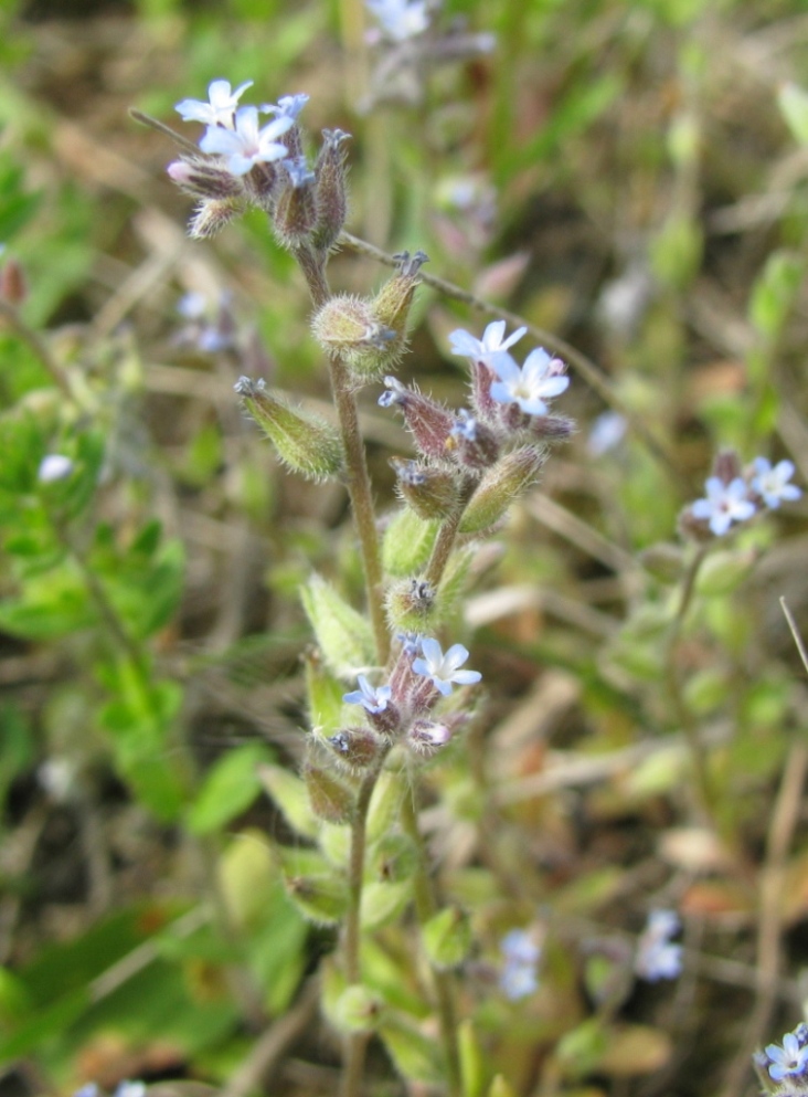 Изображение особи Myosotis micrantha.