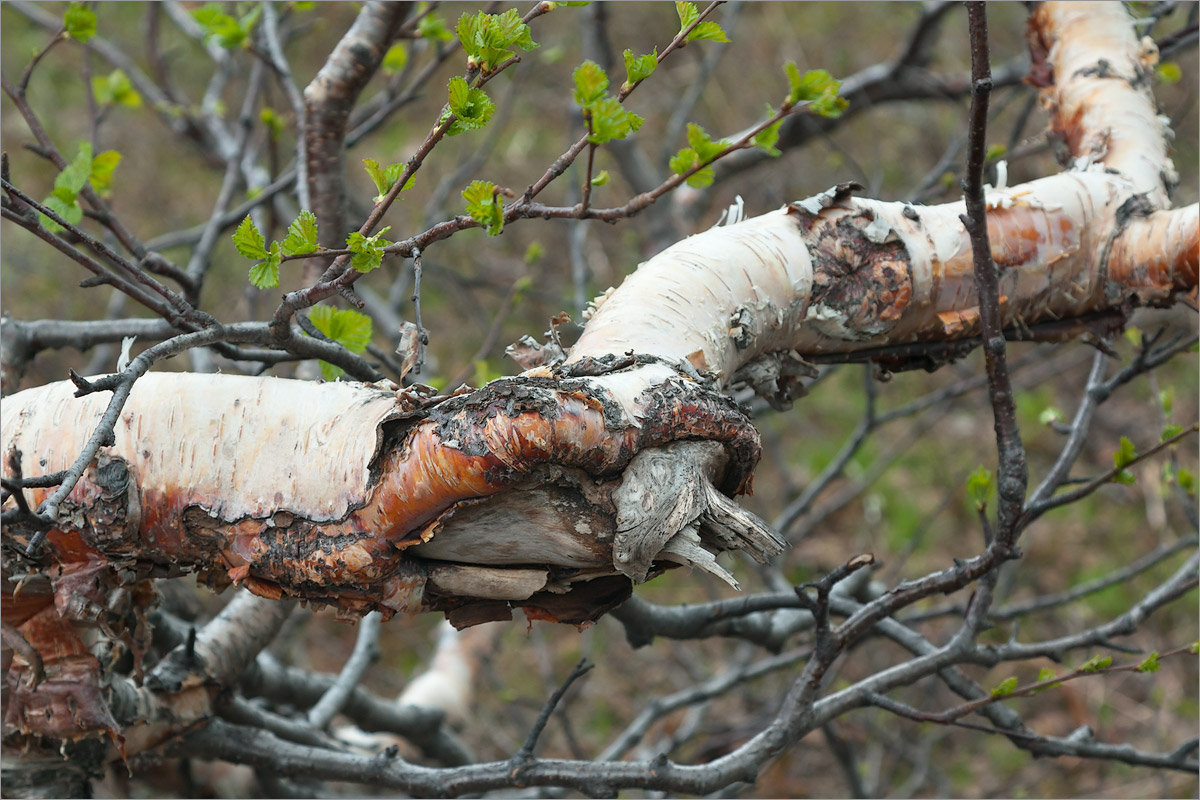 Image of Betula czerepanovii specimen.