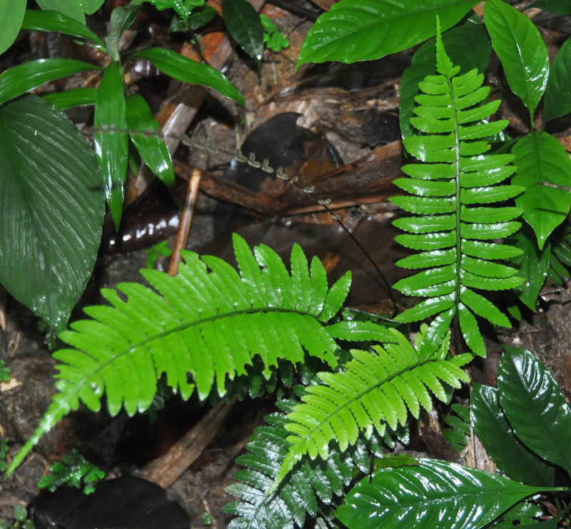 Image of Bolbitis appendiculata specimen.