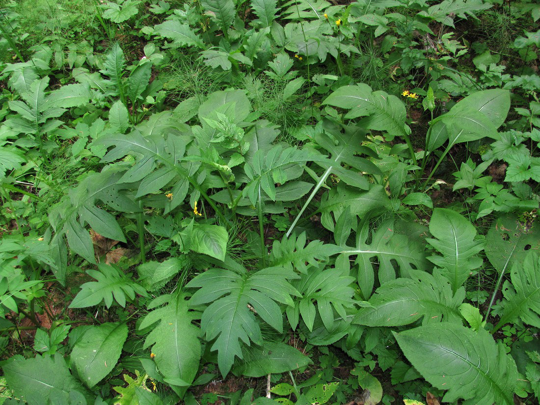 Изображение особи Cirsium oleraceum.