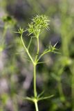 Acanthophyllum borsczowii. Верхушка побега с бутонами. Южный Казахстан, восточная граница пустыни Кызылкум. 07.05.2013.