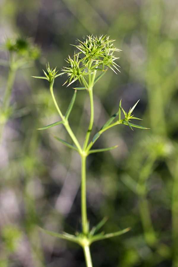 Image of Acanthophyllum borsczowii specimen.