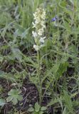 Pedicularis dolichorrhiza. Цветущее растение. Южный Казахстан, Заилийский Алатау, выше Чимбулака, 2200 м н.у.м. 01.07.2013.