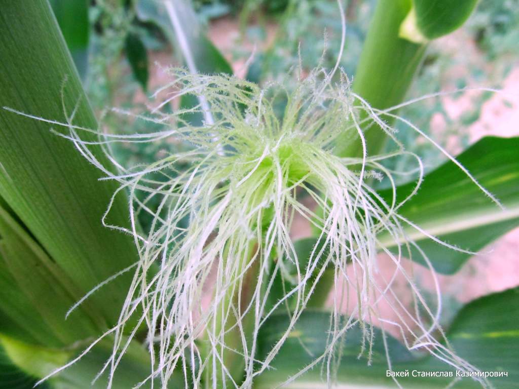 Изображение особи Zea mays.