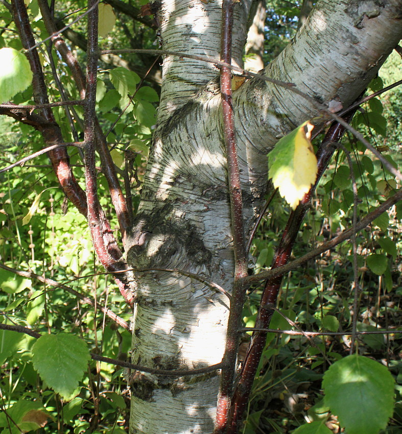 Изображение особи Betula raddeana.