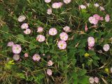 Convolvulus arvensis. Побеги с цветками и завязавшимися плодами. Нидерланды, провинция Северная Голландия, Wijk aan Zee, заказник Noordhollands duinreservaat, в приморских дюнах. 05 июля 2008 г.