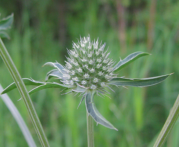 Изображение особи Eryngium planum.