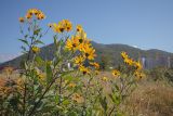 Helianthus tuberosus