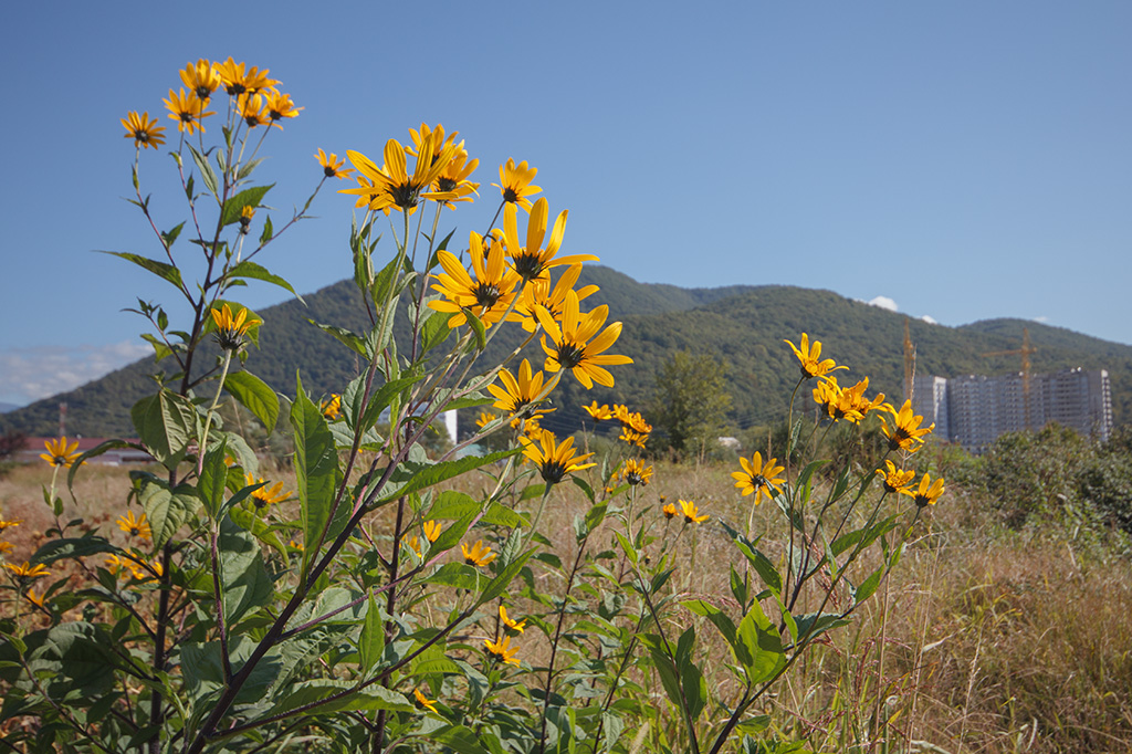 Изображение особи Helianthus tuberosus.