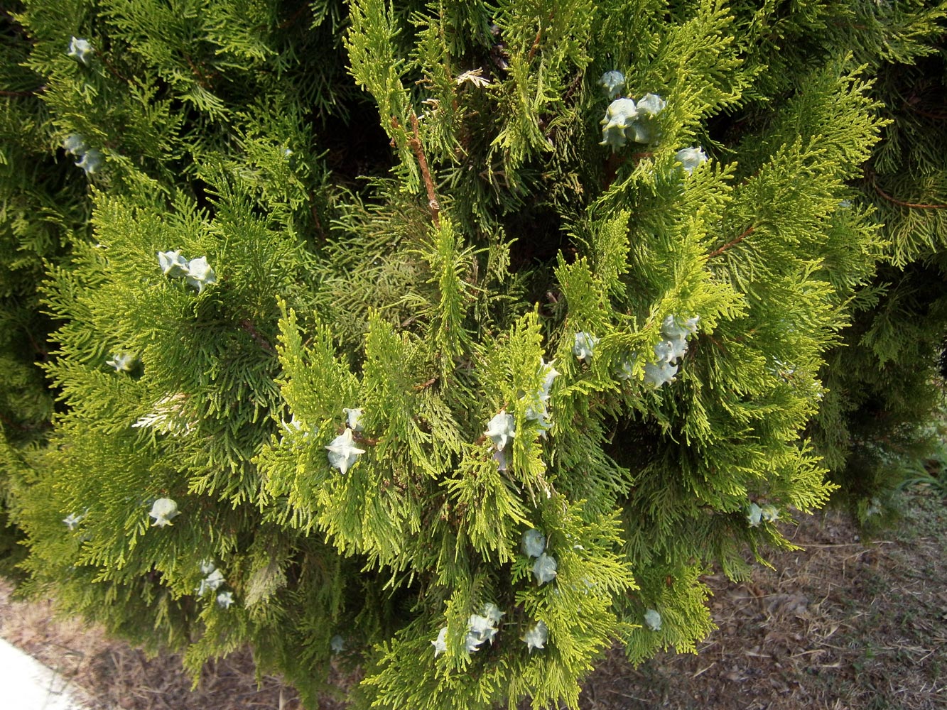 Изображение особи Platycladus orientalis.