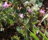 Trifolium resupinatum. Цветущее растение. Израиль, гора Гильбоа, гарига. 22.03.2014.