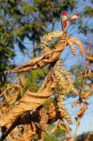 Corylus sieboldiana