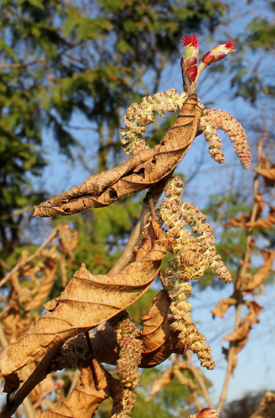 Изображение особи Corylus sieboldiana.